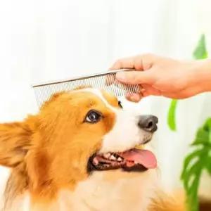 [반려] 콤빗 강아지 눈꼽빗 페이스콤 버터콤 일자빗 중형