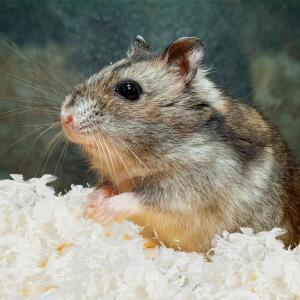 1팩 애완동물 종이칩 침구재 햄스터 토끼 친칠라 등 소형 동물 케이지용 고흡수성 천연 나무 섬유 침구 패