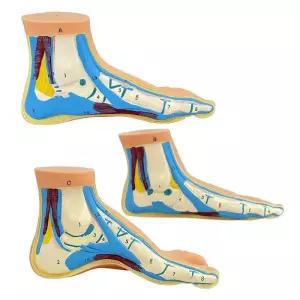 인간 발 근육 평발 골격 해부 교육용 모형