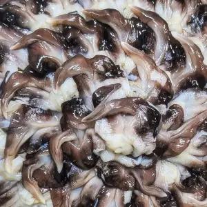 검정새조개 1kg 손질후 200g 10~15미 내외