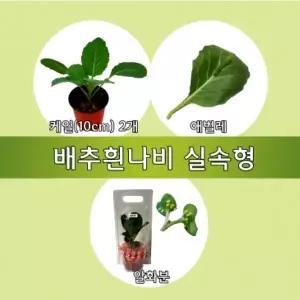 배추흰나비알화분+애벌레(교육용)/JS-30013