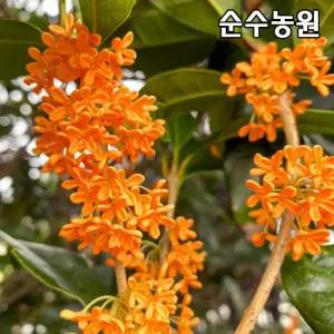 금목서나무 묘목 개화주 키100cm(분) 1개/꽃나무/정원수