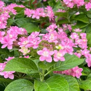 핑크 수국 중형 꽃모종 야생화 인테리어 관엽식물 플랜테리어