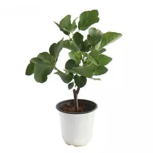 갑조네 무화과(중품)