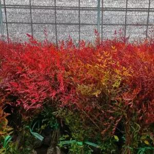 남천생울타리 60cm전후 나무 단풍 정원조경나무 붉은열매 남천 묘목 노지월동 (목하원예조경)