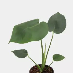 몬스테라 소형 관엽식물 실내공기정화 인테리어 반려식물