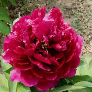 풍성한 겹꽃백원홍화 3지수입 목단나무 겹꽃 모란 묘목 봄꽃 정원조경나무 노지월동 (목하원예조경)