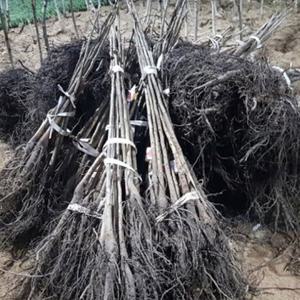 키움원예 호두나무 2년생 묘목 1주 조경수