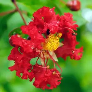 [할인상품] 다이너마이트 목백일홍 (배롱나무) 묘목 - 삽목묘