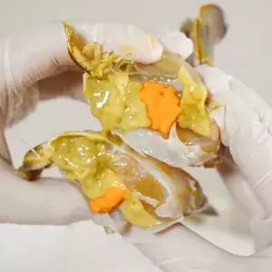 국내산 제철 활 암꽃게 알배기 대 1kg