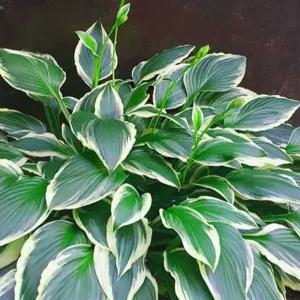 [나무팜] 무늬비비추꽃모종(4치포트15개/한판) 큰모종 다년생 호스타 비비추모종 야생화 화단 정원 조경용 정원용