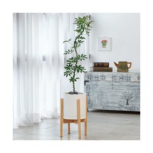 농원청년 공기정화식물 키우기 쉬운 반려식물 중형 홍콩야자 쉐프렐라 우드스탠드