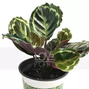 칼라데아메달리온(중품) 화려한 무늬 공작식물 실내 음지 공기정화 식물 수경 가능