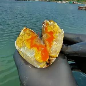 신진도 선상 급냉 암꽃게 1kg 알배기 선동 꽃게 소사이즈 4~6마리