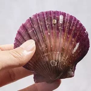 냉동 홍가리비 2kg 조개구이