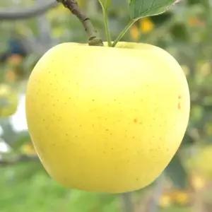 사과나무 묘목(시나노골드) 접목1년 뿌리1개