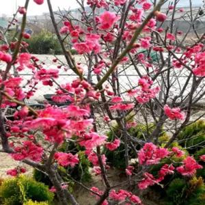 홍매화 묘목 나무 설중 꽃나무 분묘 매실 개화주