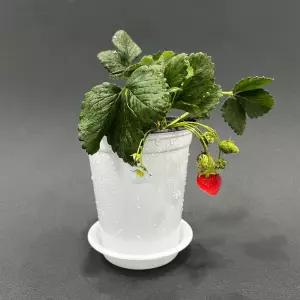 딸기 기르기 모종 키트