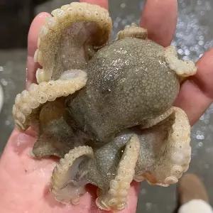 [푸드타켓]국내산 서해안 냉동 쭈꾸미 500g(4-6미내외)