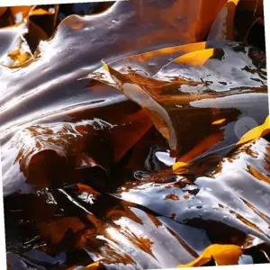 VB 건다시마 파지 완도 다시마 500g 해조류육수