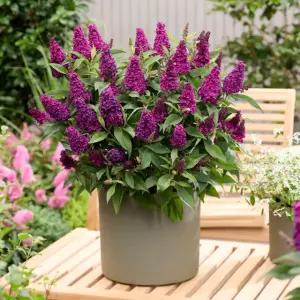 붓들레아 리틀마젠타 P10 포트묘 왜성 테라스 발코니 화분 부들레야