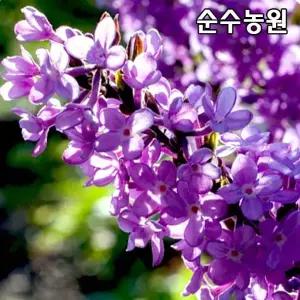 팥꽃나무 묘목, 7치화분 1개/꽃나무/조경수