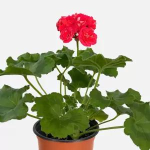 UG 돈스키 프로스토리 제라늄 소형 꽃모종 야생화 페라고늄 유럽제라늄 식물