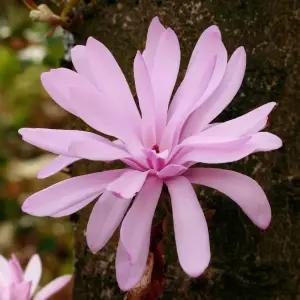 목련 스텔라타 로지아 P9 포트묘 별목련 꽃나무 조경수 묘목