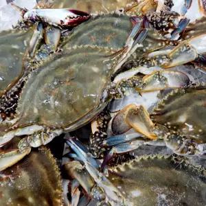 국내산 연평도 봄 꽃게 알배기 급냉 암꽃게 2kg, 1개