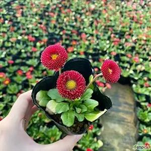 모종 청년농부 데이지 레드 12개 1세트 잉글리쉬 야생화 초화 학교모종