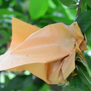 과일 포장지 과수원 몰드 봉투 포장 꽃바구니 개세트 포장재