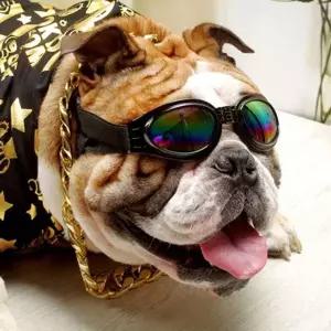 강아지 라이더 썬글라스 블랙 1P 반려견 고글 여행