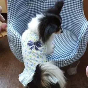 (패리스독) 강이지 고양이 슈크림 나시원피스 블루