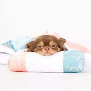 강아지 별당아씨 이불 세트 고양이 침낭 베개