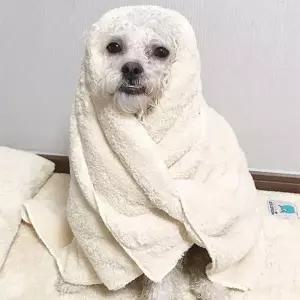 펫타올 초코펫하우스 중형 베이지 몬스터