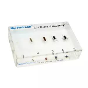 자연 관찰 파리 성장 표본 1P 한살이 곤충 알 현미경