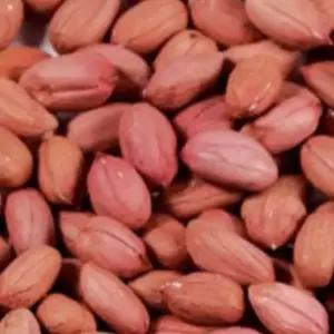 땅콩씨앗 곡물종자 콩류씨 국산땅콩종자 식물씨500g