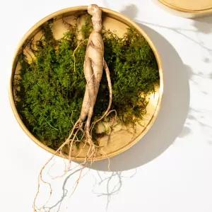 10년근 횡성 산양삼 5뿌리 (공단보자기 포함)