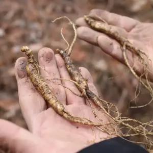 7-8년근 횡성 산양삼 20뿌리 (공단보자기 포함)