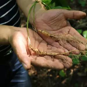 5-6년근 횡성 산양삼 10뿌리 (공단보자기 포함)