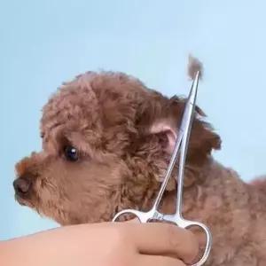 애견용겸자가위 강아지 귀털 제거기 귀청소 애견 가위 DD-13046