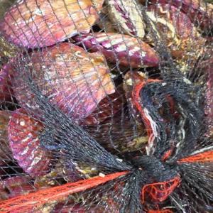 국산 홍가리비, 1KG, 1개