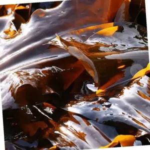 VB 완도 건다시마 파지 500g 업소용 육수 재료