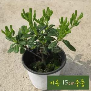 만리향 (돈나무 외목대 남부지방노지월동) 지름 15cm 중품화분 (좋은흙만 사용)