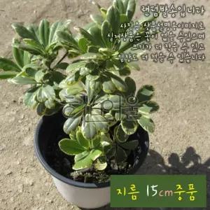 무늬 만리향 (돈나무 외목대 남부지방노지월동) 지름 15cm 중품화분 (좋은흙만사용)