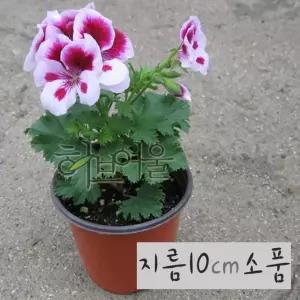 [허브여울제라늄] 바이칼라(Candy Flowers Bicolor) 지름 10cm 소품화분 (상토와 마사만사용 건강한식물)
