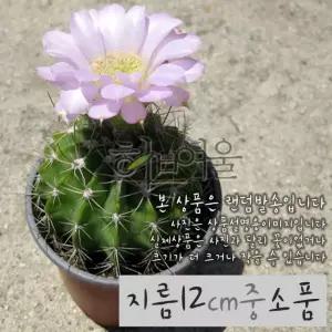 자성환 핑크 지름 11 12cm 중소품 선인장화분