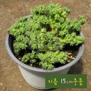 [선인장] 희기린 (구갑기린/백학기린) 지름 15cm 중품 다육화분