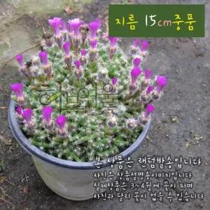 [선인장] 댄섬 (덴섬) 지름 15cm 중품화분 (좋은흙만 사용한 건강한식물)