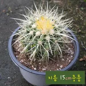 금호선인장(9년생) 지름 15cm 중품화분 (좋은흙만 사용한 건강한식물)